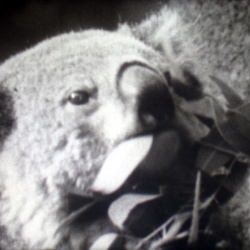 Le Koala, Jouet vivant