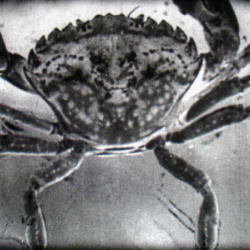 La Faune sous-marine "Crabes"