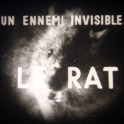 Un Ennemi invisible... le Rat 
