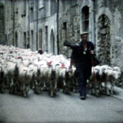 La Transhumance des Moutons dans les Cévennes méridionales