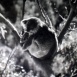 Le Koala, Jouet vivant