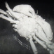 La Faune sous-marine "Crabes"
