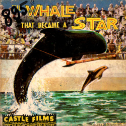 La Baleine qui est devenue une Star "The Whale that became a Star"