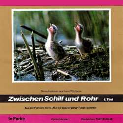 Nur ein Spaziergang "Zwischen Schilf und Rohr" N°1