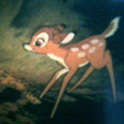 Festival Bambi