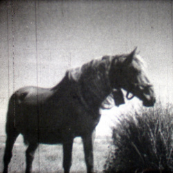 Les Chevaux du Vercors