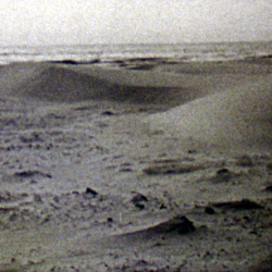 Dunes et Végétation