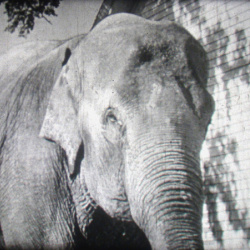 Éléphants en Apprentissage