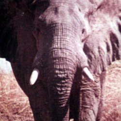 Parc National de Manda au Tchad