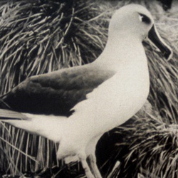 Le Monde des Oiseaux "Les Oiseaux du Bout du Monde"