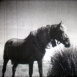 Les Chevaux du Vercors