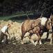 Farmer of Austria