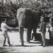 Éléphants en Apprentissage